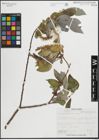 Foto von Salix glaucophylloides Fernald